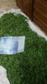 /album/cultivo-recoleccion-secado-envasado-propio-de-la-stevia/aktbt34qloi-tmkwqy-26x0dpqkqeec-j7xv0qjq-ibc-jpg/