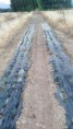 /album/cultivo-recoleccion-secado-envasado-propio-de-la-stevia/img-20151118-wa0005-jpg/