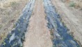 /album/cultivo-recoleccion-secado-envasado-propio-de-la-stevia/img-20151118-wa0006-jpg/