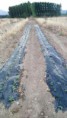 /album/cultivo-recoleccion-secado-envasado-propio-de-la-stevia/img-20151118-wa0007-jpg/