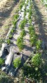 /album/cultivo-recoleccion-secado-envasado-propio-de-la-stevia/img-20151118-wa0008-jpg/