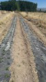 /album/cultivo-recoleccion-secado-envasado-propio-de-la-stevia/img-20151118-wa0009-jpg/