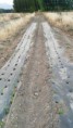 /album/cultivo-recoleccion-secado-envasado-propio-de-la-stevia/img-20151118-wa0011-jpg/